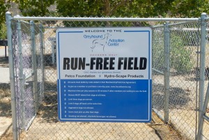 Run Free Field