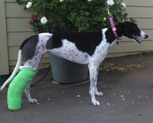 Minnie after surgery, August 2013