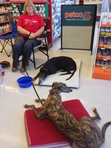 Cathy Salter  with Missy and Norton hosted a Show and Tell at Petco in Paso Robles, CA. 