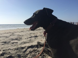 Otis on the beach