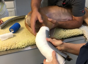Dr. Candy Lewis applies the splint to Leah’s broken leg