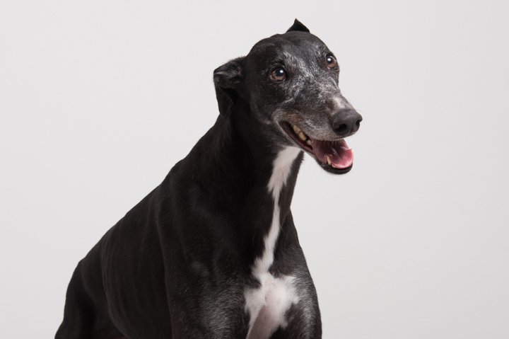 Image result for image of a  greyhound