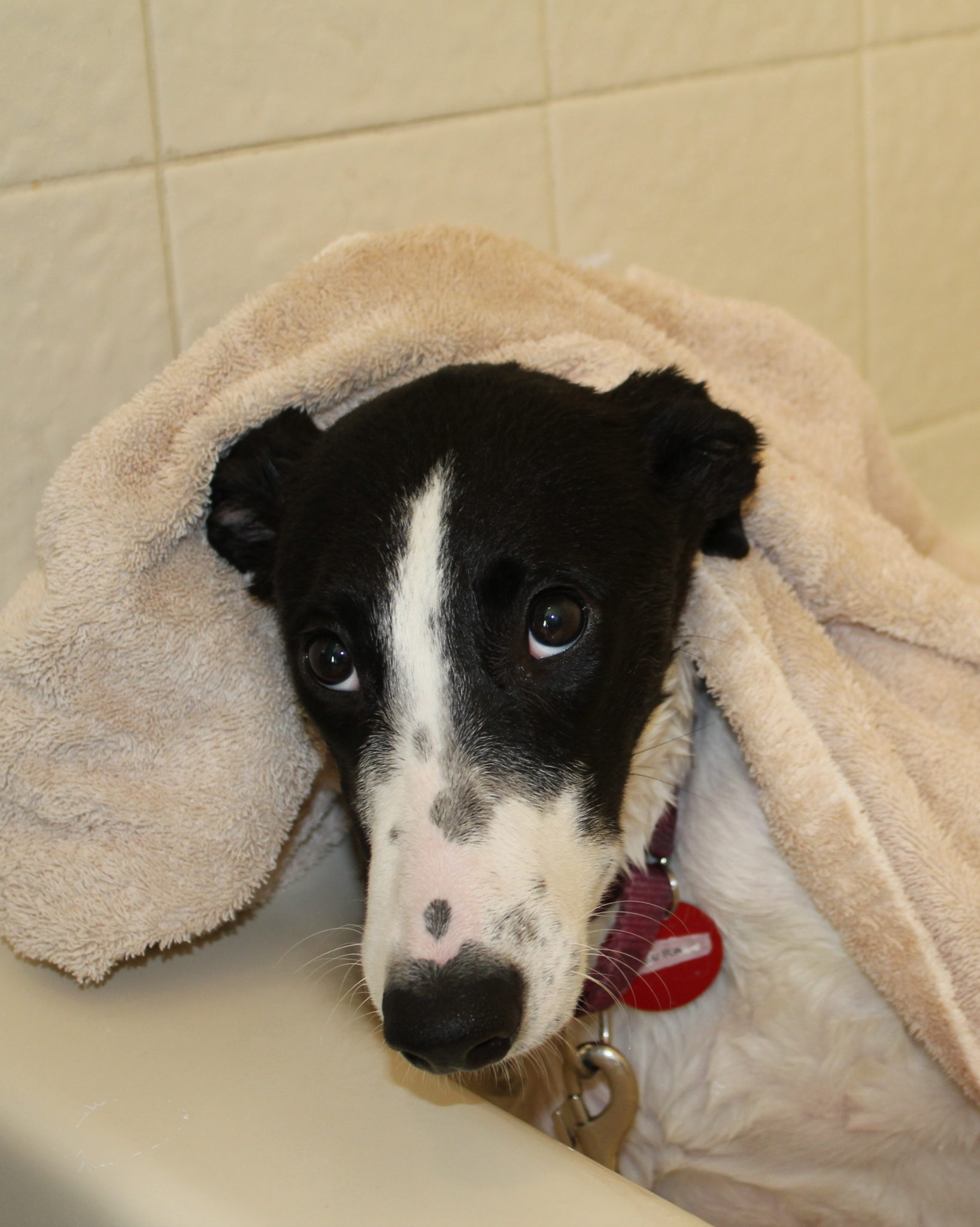Bath Time - Greyhound Adoption Center