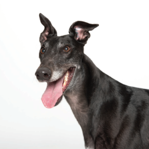 Donate to Greyhound Adoption Center