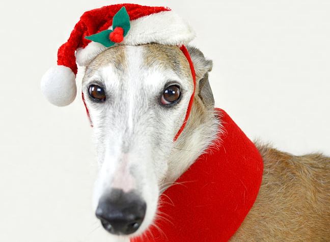 gh with santa hat