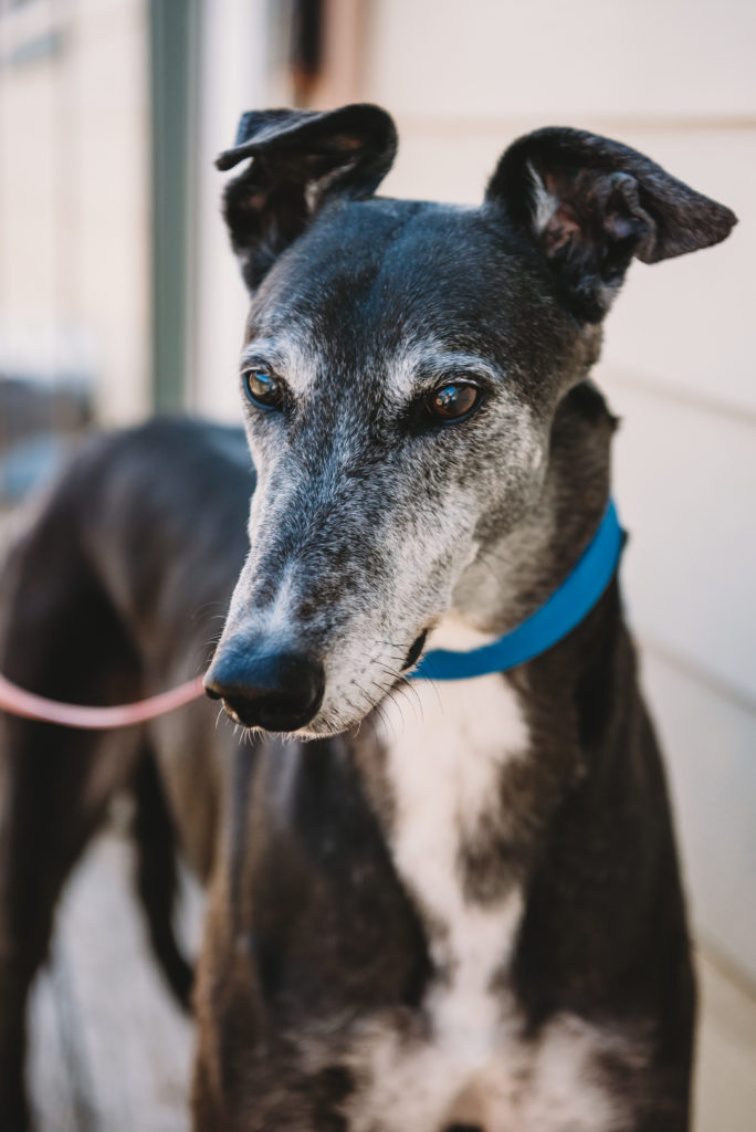 englebright-greyhound-adoption-center