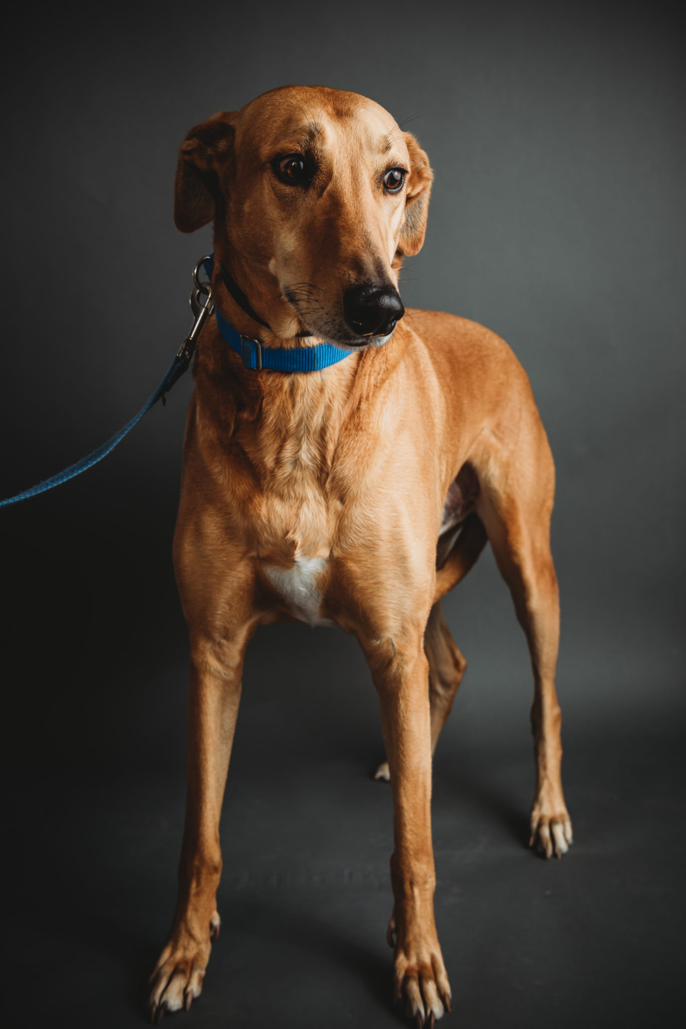 Curly - Greyhound Adoption Center