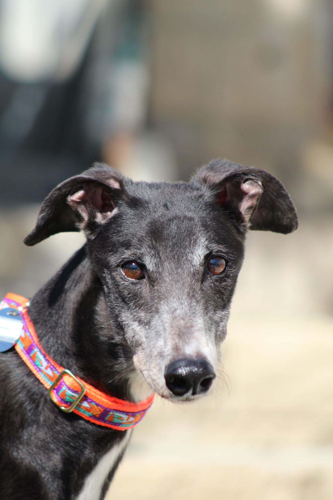 Fandango - Greyhound Adoption Center